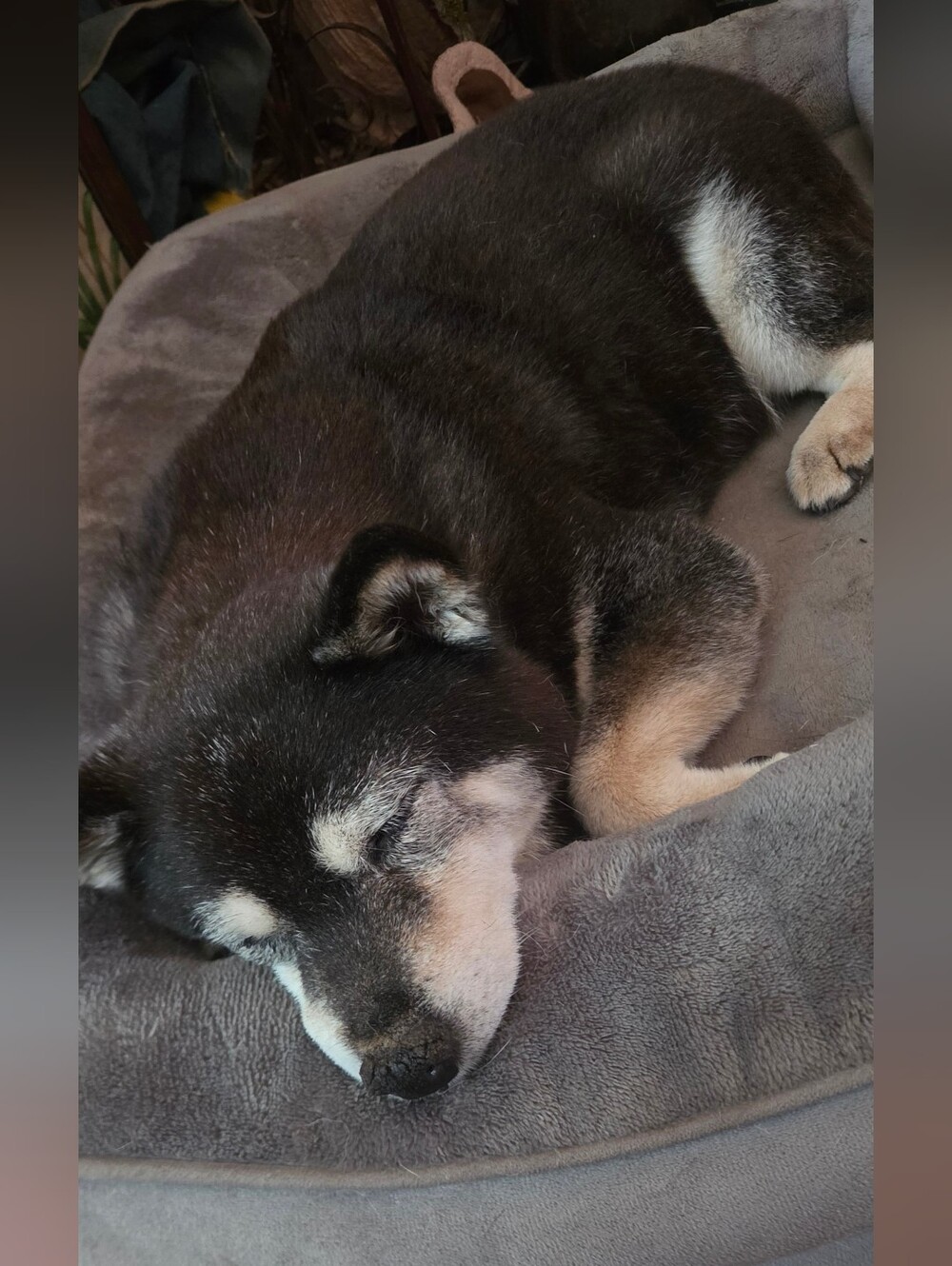 Shiva Passed Away This morning After A Long Blader Cancer illness - Picture 4 of 7